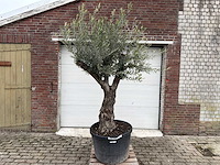 Olijfboom old trunk - olea europaea - 75 jaar oud - hoogte ca. 230 cm - afbeelding 1 van  4