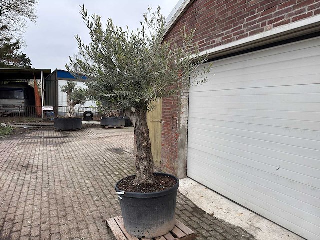 Olijfboom old trunk - olea europaea - 75 jaar oud - hoogte ca. 230 cm - afbeelding 2 van  4