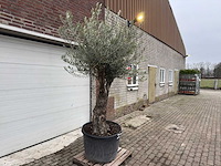 Olijfboom old trunk - olea europaea - 75 jaar oud - hoogte ca. 230 cm - afbeelding 3 van  4