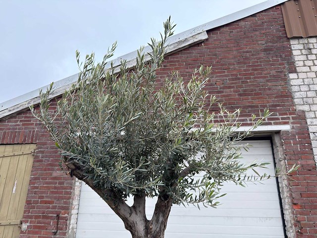 Olijfboom old trunk - olea europaea - 75 jaar oud - hoogte ca. 230 cm - afbeelding 4 van  4