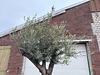 Olijfboom old trunk - olea europaea - 75 jaar oud - hoogte ca. 230 cm - afbeelding 4 van  4