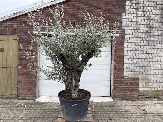 Olijfboom old trunk - olea europaea - 75 jaar oud - hoogte ca. 250 cm - afbeelding 1 van  5