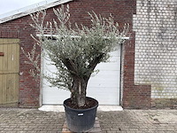 Olijfboom old trunk - olea europaea - 75 jaar oud - hoogte ca. 250 cm