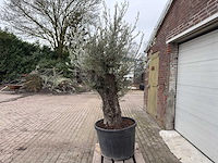 Olijfboom old trunk - olea europaea - 75 jaar oud - hoogte ca. 250 cm - afbeelding 2 van  5
