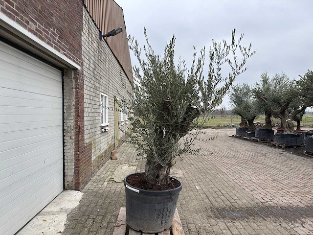 Olijfboom old trunk - olea europaea - 75 jaar oud - hoogte ca. 250 cm - afbeelding 3 van  5