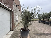 Olijfboom old trunk - olea europaea - 75 jaar oud - hoogte ca. 250 cm - afbeelding 3 van  5