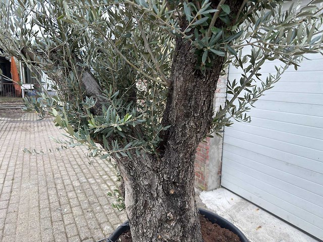 Olijfboom old trunk - olea europaea - 75 jaar oud - hoogte ca. 250 cm - afbeelding 5 van  5