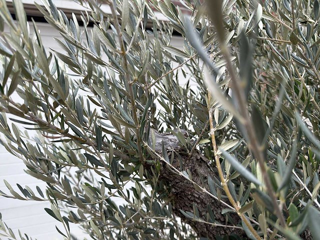 Olijfboom old trunk - olea europaea - 75 jaar oud - hoogte ca. 250 cm - afbeelding 4 van  5