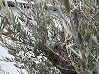 Olijfboom old trunk - olea europaea - 75 jaar oud - hoogte ca. 250 cm - afbeelding 4 van  5