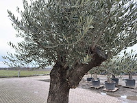 Olijfboom old trunk - olea europaea - 75 jaar oud - hoogte ca. 280 cm - afbeelding 1 van  6