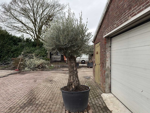 Olijfboom old trunk - olea europaea - 75 jaar oud - hoogte ca. 280 cm - afbeelding 2 van  6