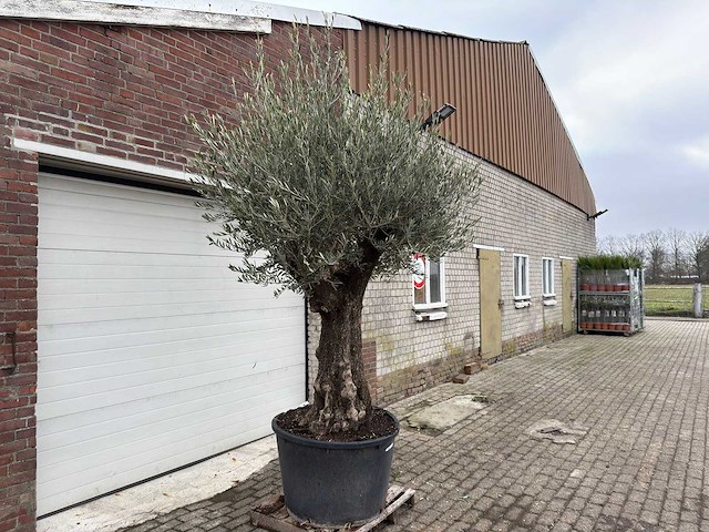 Olijfboom old trunk - olea europaea - 75 jaar oud - hoogte ca. 280 cm - afbeelding 3 van  6