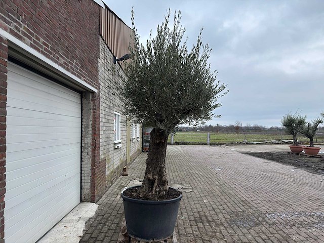 Olijfboom old trunk - olea europaea - 75 jaar oud - hoogte ca. 280 cm - afbeelding 4 van  6