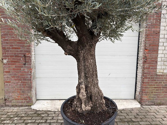 Olijfboom old trunk - olea europaea - 75 jaar oud - hoogte ca. 280 cm - afbeelding 5 van  6
