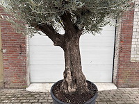 Olijfboom old trunk - olea europaea - 75 jaar oud - hoogte ca. 280 cm - afbeelding 5 van  6
