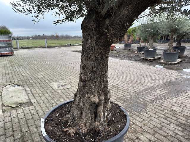 Olijfboom old trunk - olea europaea - 75 jaar oud - hoogte ca. 280 cm - afbeelding 6 van  6