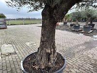 Olijfboom old trunk - olea europaea - 75 jaar oud - hoogte ca. 280 cm - afbeelding 6 van  6