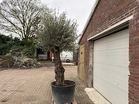 Olijfboom old trunk - olea europaea - 75 jaar oud - hoogte ca. 300 cm - afbeelding 4 van  5