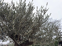 Olijfboom old trunk - olea europaea - 75 jaar oud - hoogte ca. 300 cm - afbeelding 3 van  5