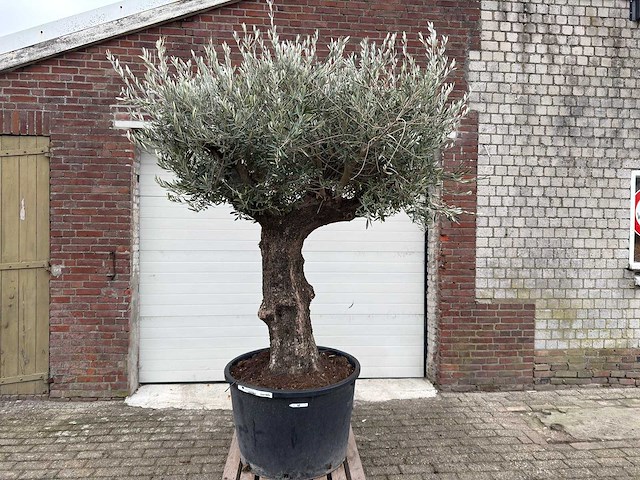 Olijfboom old trunk - olea europaea - 75 jaar oud - hoogte ca. 300 cm - afbeelding 4 van  6