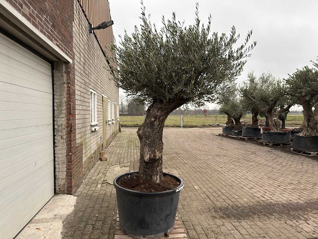Olijfboom old trunk - olea europaea - 75 jaar oud - hoogte ca. 300 cm - afbeelding 1 van  6