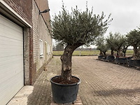 Olijfboom old trunk - olea europaea - 75 jaar oud - hoogte ca. 300 cm - afbeelding 1 van  6