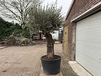 Olijfboom old trunk - olea europaea - 75 jaar oud - hoogte ca. 300 cm - afbeelding 6 van  6