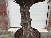 Olijfboom old trunk - olea europaea - 75 jaar oud - hoogte ca. 300 cm - afbeelding 5 van  6