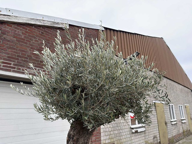 Olijfboom old trunk - olea europaea - 75 jaar oud - hoogte ca. 300 cm - afbeelding 2 van  6