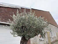 Olijfboom old trunk - olea europaea - 75 jaar oud - hoogte ca. 300 cm - afbeelding 2 van  6