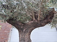Olijfboom old trunk - olea europaea - 75 jaar oud - hoogte ca. 300 cm - afbeelding 3 van  6