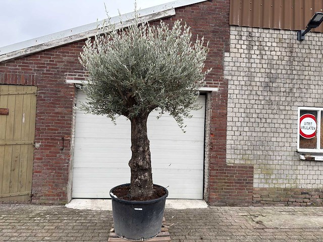Olijfboom old trunk - olea europaea - 75 jaar oud - hoogte ca. 300 cm - afbeelding 1 van  4