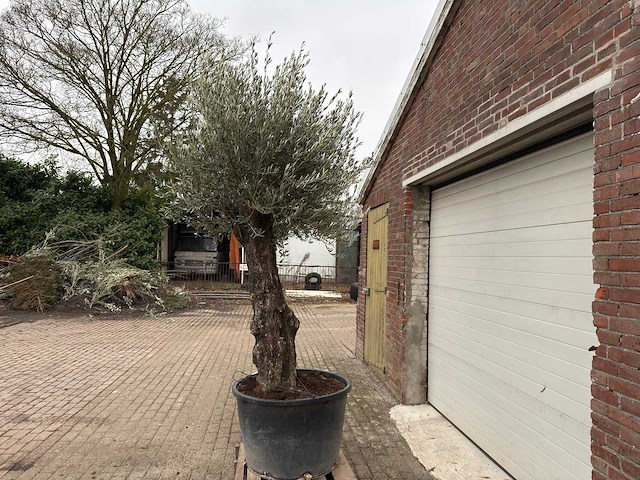 Olijfboom old trunk - olea europaea - 75 jaar oud - hoogte ca. 300 cm - afbeelding 2 van  4