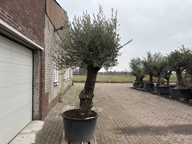 Olijfboom old trunk - olea europaea - 75 jaar oud - hoogte ca. 300 cm - afbeelding 3 van  4