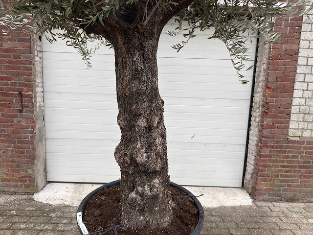 Olijfboom old trunk - olea europaea - 75 jaar oud - hoogte ca. 300 cm - afbeelding 4 van  4