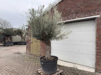 Olijfboom old trunk - olea europaea - 75 jaar oud - hoogte ca. 300 cm - afbeelding 1 van  5