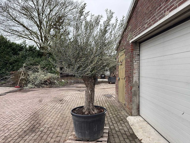 Olijfboom old trunk - olea europaea - 75 jaar oud - hoogte ca. 300 cm - afbeelding 2 van  5