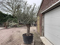 Olijfboom old trunk - olea europaea - 75 jaar oud - hoogte ca. 300 cm - afbeelding 2 van  5