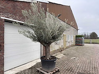 Olijfboom old trunk - olea europaea - 75 jaar oud - hoogte ca. 300 cm - afbeelding 3 van  5