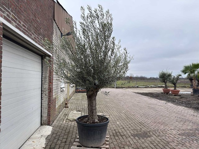 Olijfboom old trunk - olea europaea - 75 jaar oud - hoogte ca. 300 cm - afbeelding 4 van  5