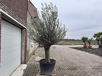Olijfboom old trunk - olea europaea - 75 jaar oud - hoogte ca. 300 cm - afbeelding 4 van  5