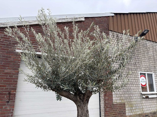 Olijfboom old trunk - olea europaea - 75 jaar oud - hoogte ca. 300 cm - afbeelding 5 van  5