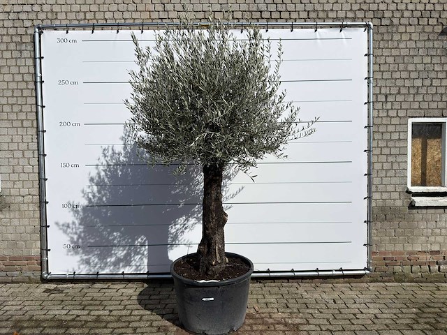 Olijfboom old trunk - olea europaea - ca. 120 jaar oud - hoogte ca. 280 cm - afbeelding 1 van  9