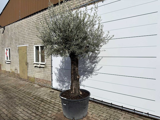 Olijfboom old trunk - olea europaea - ca. 120 jaar oud - hoogte ca. 280 cm - afbeelding 2 van  9