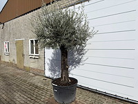 Olijfboom old trunk - olea europaea - ca. 120 jaar oud - hoogte ca. 280 cm - afbeelding 2 van  9