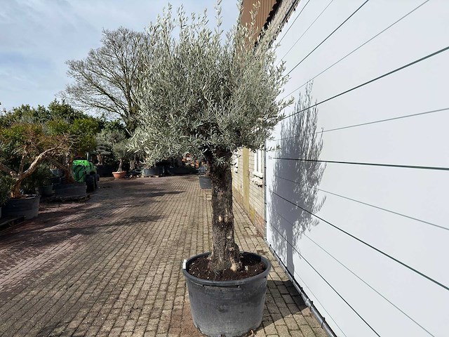Olijfboom old trunk - olea europaea - ca. 120 jaar oud - hoogte ca. 280 cm - afbeelding 3 van  9
