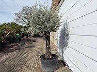 Olijfboom old trunk - olea europaea - ca. 120 jaar oud - hoogte ca. 280 cm - afbeelding 3 van  9