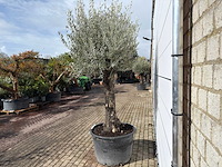 Olijfboom old trunk - olea europaea - ca. 120 jaar oud - hoogte ca. 280 cm - afbeelding 4 van  9