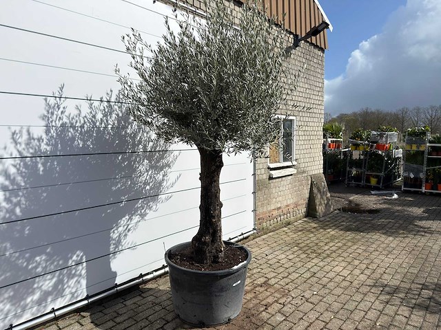 Olijfboom old trunk - olea europaea - ca. 120 jaar oud - hoogte ca. 280 cm - afbeelding 5 van  9
