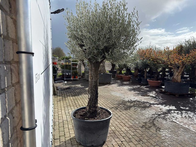 Olijfboom old trunk - olea europaea - ca. 120 jaar oud - hoogte ca. 280 cm - afbeelding 7 van  9